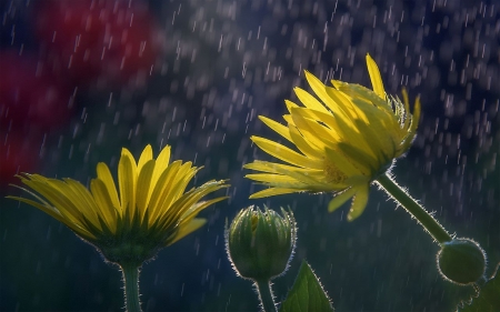 Spring Mood - flowers, art, rain, Spring