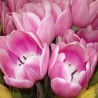 Tulips