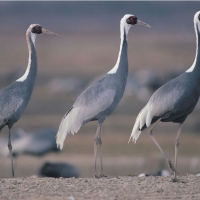 Grey cranes