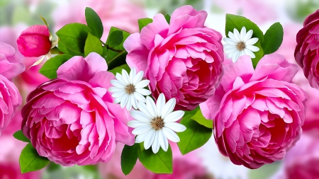 Pink Roses - flowers, graphics, pink, roses