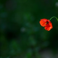 Lonely poppy