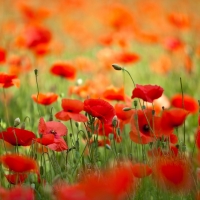 Poppy Field