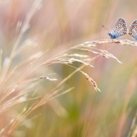 Spring butterflies