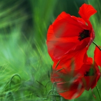 Red poppies