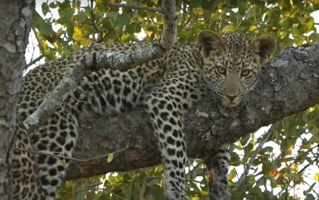 leopard - africa, cat, leopard, tree