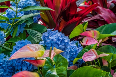 Anthurium Hydrangea - flowers, colorful, beautiful, garden, Hydrangea, mix