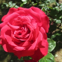 Red Rose Bloom