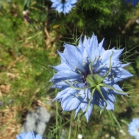 Spikey Blue