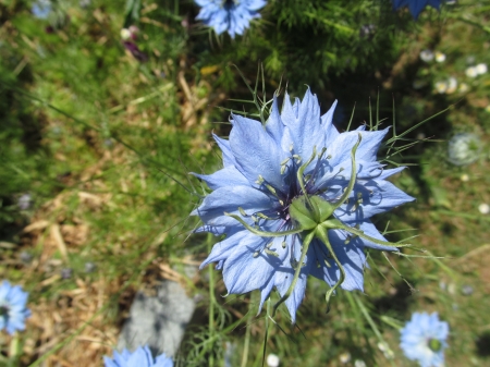 Spikey Blue - Gardens, Nature, Flowers, Blooms, Flora, UK, Blue