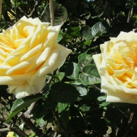 Creamy Yellow Roses