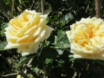 Creamy Yellow Roses