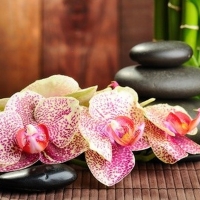 Zen stones and orchids