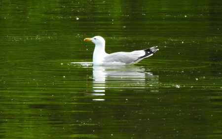 Seagull - bird, water, reflection, seagull