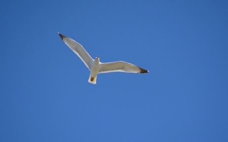 Flying Seagull - bird, seagull, sky, flight