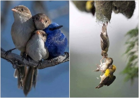 BIRD COLLAGE - bird, collage, image, nature