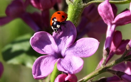 Ladybug on Lilac - ladybug, Latvia, nature, macro, lilac