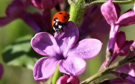 Ladybug on Lilac