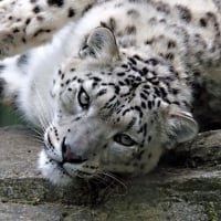 Lazy snow leopard