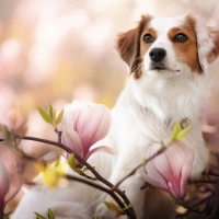 Dog in Magnolia