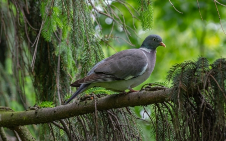 Pigeon - bird, pigeon, tree, Poland