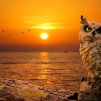 Sunset Owl