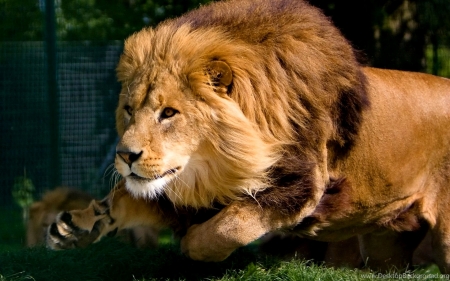 Lion - animal, cat, leu, lion
