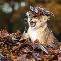 Lion cub