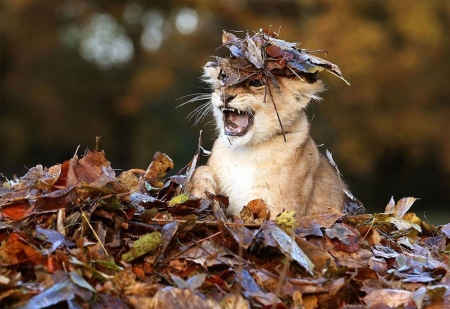 Lion cub - autumn, cub, cute, funny, leaf, lion, toamna