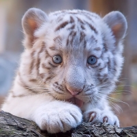 White tiger cub