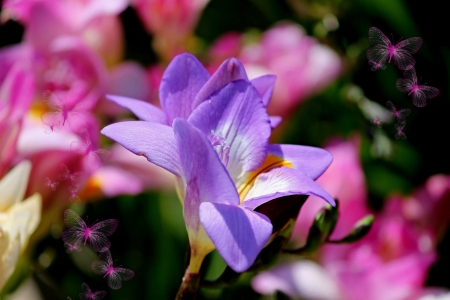 Freesia - butterfly, flower, freesia, pink, purple, spring