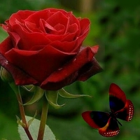 Rose and butterfly