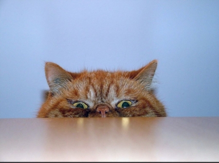 :) - animal, cat, cute, eyes, pisici