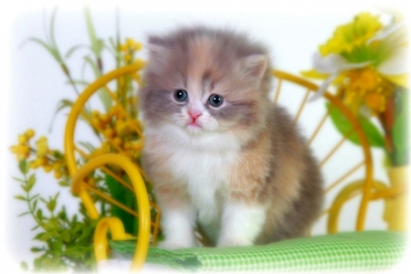 Kitten - cat, green, kitten, pisici, yellow
