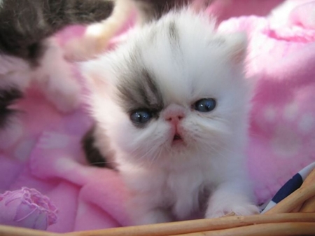 Kitten - cat, cute, kitten, pink, pisici, white