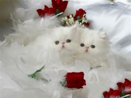 Kittens - cat, couple, flower, kitten, pisici, red, rose, white