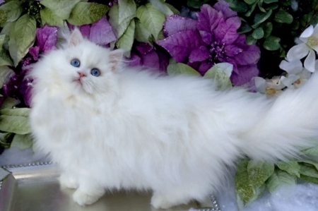 Kitten - cat, flower, kitten, pink, pisici, white