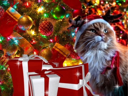Merry Christmas! - card, cat, christmas, craciun, pisici, red