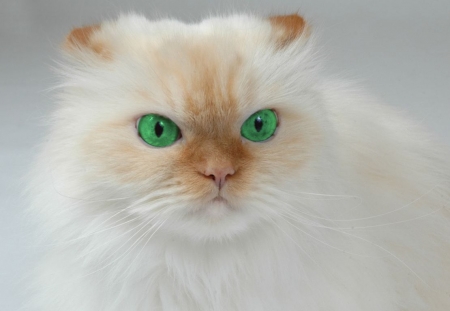 Cat - cat, eyes, face, green, pisici, white
