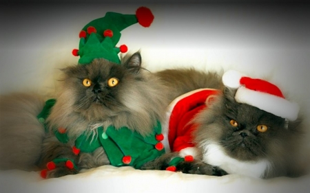 Christmas cats - cat, christmas, couple, craciun, elf, green, pisici, red