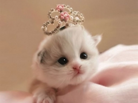 Little princess - cat, cute, kitten, pink, pisici, princess, sweet, tiara