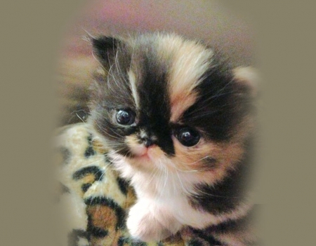 Kitten - cat, cute, kitten, pisici