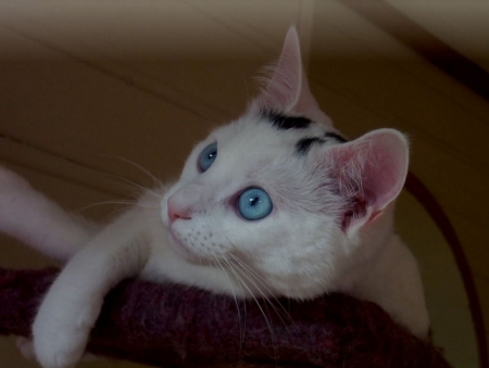 Cat - cat, paw, pisici, white