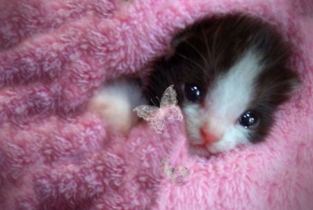 Kitten - cat, cute, kitten, pink, pisici, sweet