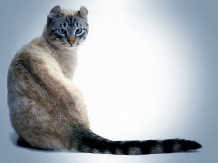 Cat - blue, cat, pisici, white