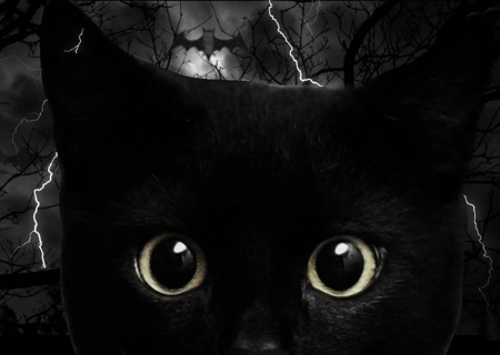 :) - black, cat, eyes, pisici