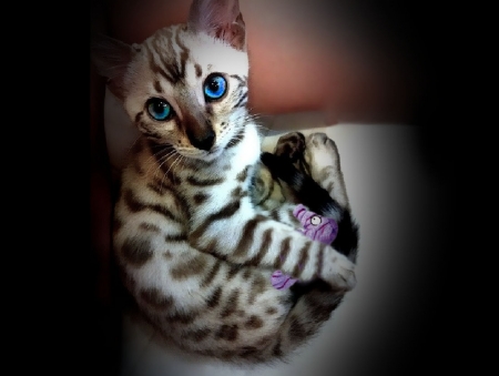 Kitten - cat, cute, kitten, pisici