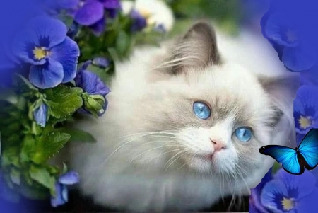 Kitten - blue, cat, flower, kitten, pansy, pisici, white