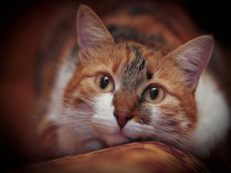 Cat - brown, cat, face, orange, pisici