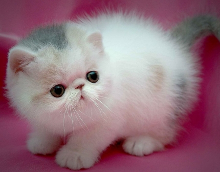 Kitten - white, kitten, cute, pisici, pink, cat