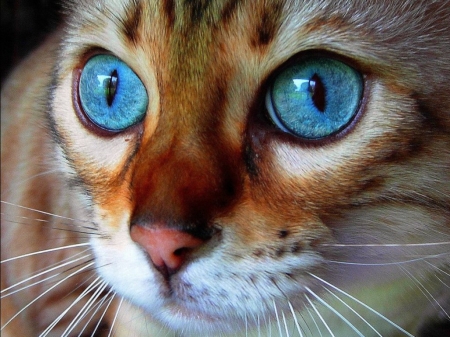 Kitten - blue, brown, cat, eyes, face, kitten, pisici